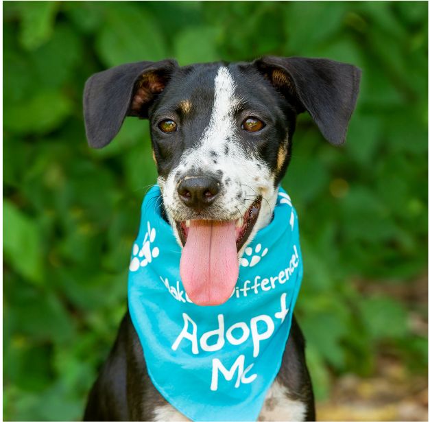 A rescue dog sitting in the grass wearing a bandana that reads Adopt Me.